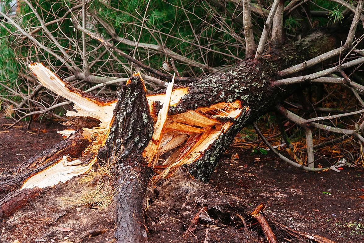 Storm Damage And Recovery - Muskerry Tree Care