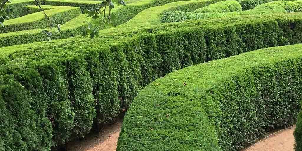 muskerry hedge planting